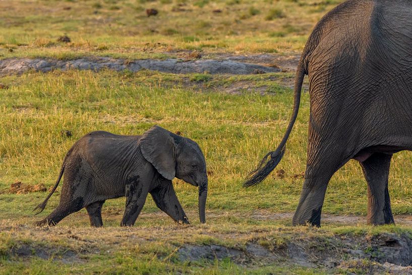 Juvenile elephant following its mother. by Richard Guijt Photography