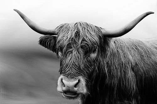 Hooglander in zwart-wit