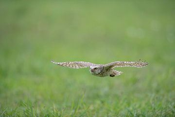 Kaninchenkauz im Flug. von Larissa Rand