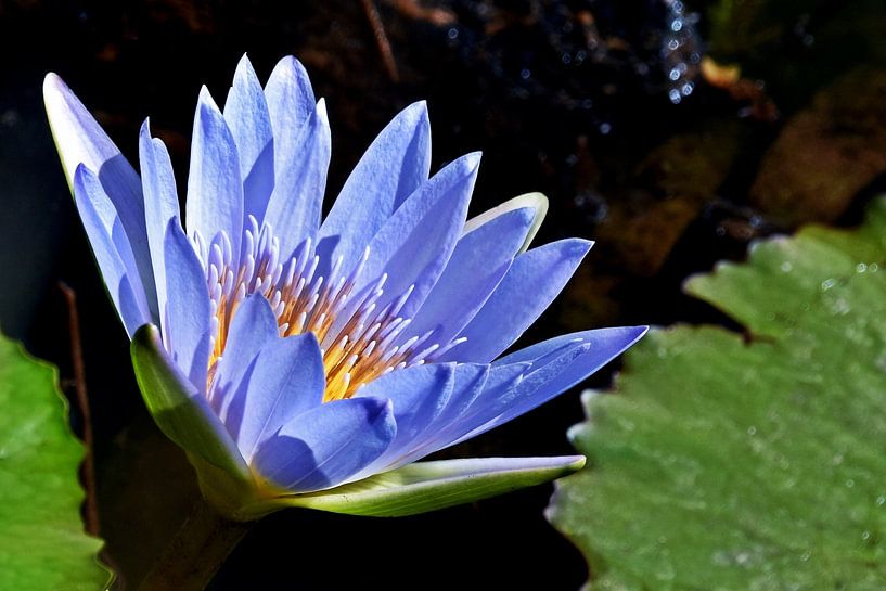 a blue water lily in the sunlight by Werner Lehmann