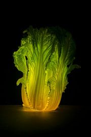 Feu d'artifice de chou chinois sur Martien Coolegem