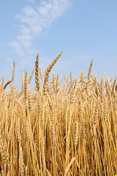 A wheat field in summer by Claude Laprise