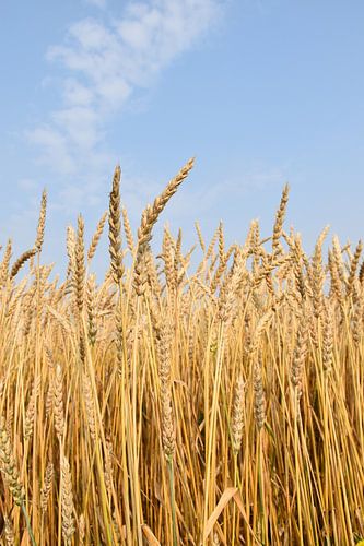 Een tarweveld in de zomer