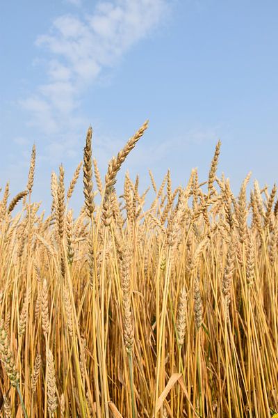 Ein Weizenfeld im Sommer von Claude Laprise