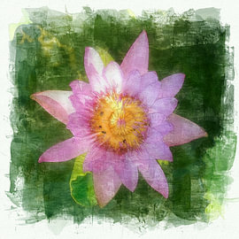 Acrylic Art Lotusflower by John van Liempt
