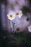 fleur de cosmos blanc | photo d'art