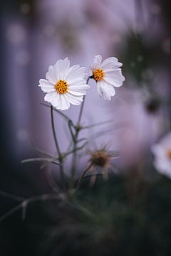 witte cosmea bloem | fine art foto van Eva Capello