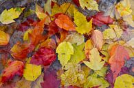 Autumn foliage in the garden by Claude Laprise thumbnail