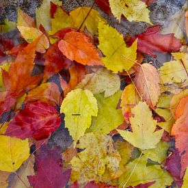 Autumn foliage in the garden by Claude Laprise