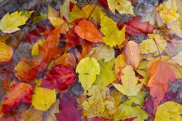 Autumn foliage in the garden by Claude Laprise
