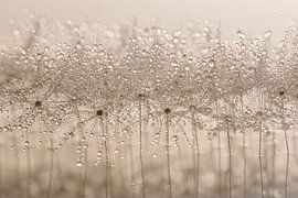 Abstrakt: Tröpfchen schmücken den Flaum von Marjolijn van den Berg