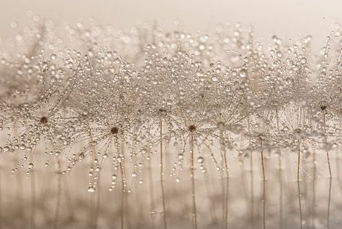 Abstract: Druppeltjes decoreren de pluisjes