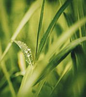 Early Dew in Ubud