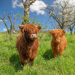 Neugierige junge schottische Hochland-Rinder