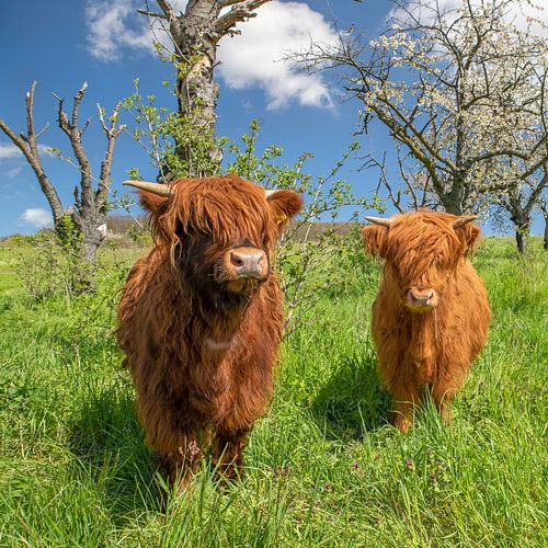 Nieuwsgierig jong Schots Hoogland vee