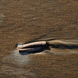 Muschel am Strand von Marc Smits