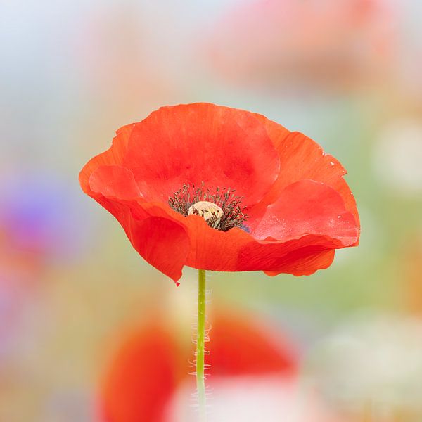 In the poppy field by nederland_natuur