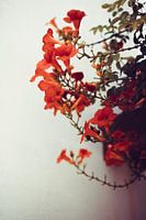Orange vintage flower plant against white backdrop | Nature & Travel photography | Fine Art phot