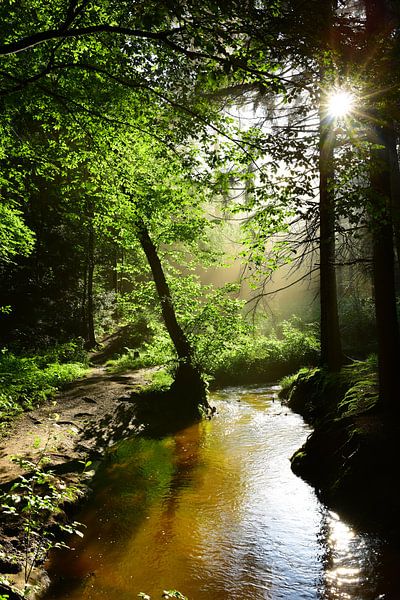 Wald mit Bach bei Sonnenschein von Günter Albers