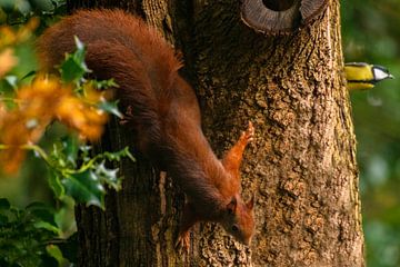 Eichhörnchen auf einem Baum.