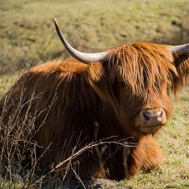 Schotse Hooglander by Wendy Bierings