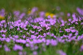 Common Heronbill by Karin Jähne