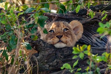Baby leeuw in de bush