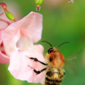 Bee on flower with dew sur Menno van der Werf