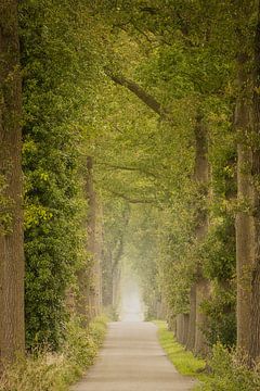 Smal weggetje met bomen en wat mist van KB Design & Photography (Karen Brouwer)