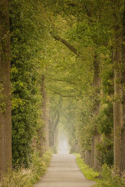 Narrow road with trees and some fog by KB Design & Photography (Karen Brouwer)