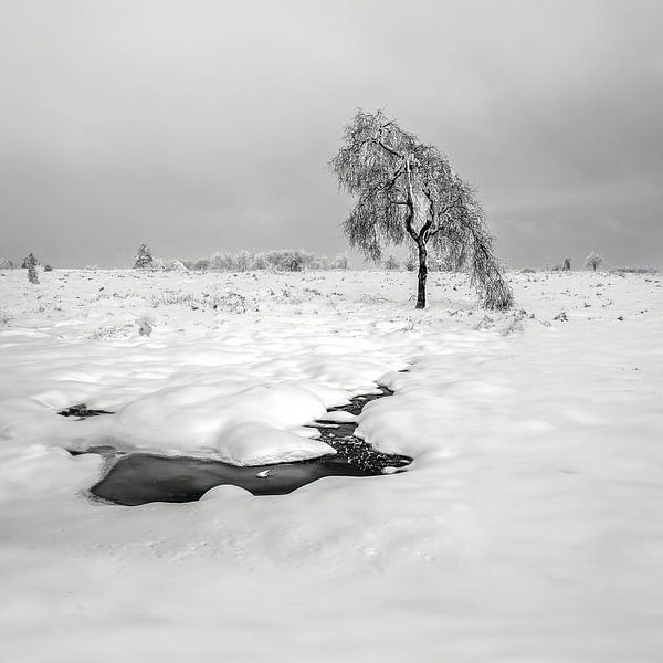 Frozen serenity by Guy Lambrechts Photography