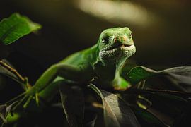 Chamäleon von Wouter Koelewijn