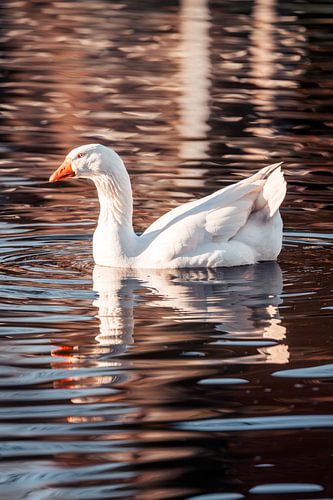 Gans in Warm Licht Spiegeling op Gouden Water