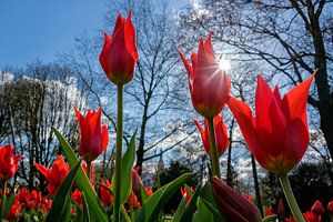 Rote Tulpen aus Holland