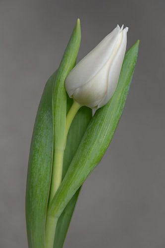 Witte Tulp 07 - Gratie