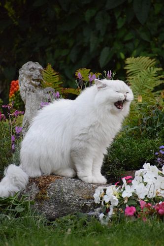 geeuwende kat