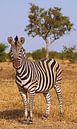 Zebra in Südafrika - Afrika wildlife van W. Woyke thumbnail
