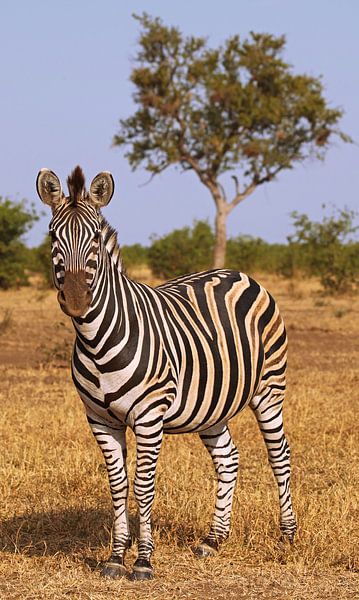 Zebra in Südafrika - Afrika wildlife van W. Woyke