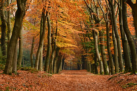 Herbstbuchenwald