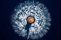 Full moon in dandelion