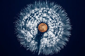 Volle maan in paardenbloem van Stephan Zaun