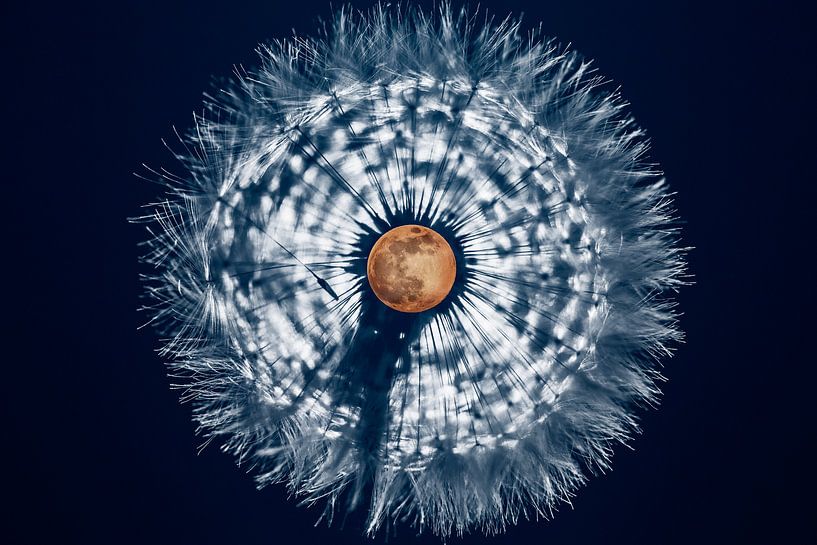 Pleine lune en pissenlit par Stephan Zaun