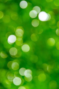 Defocussed forest background
