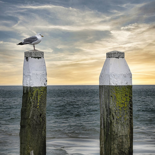 Dutch Horizon