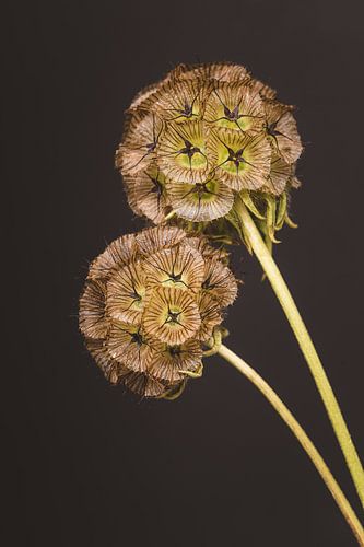 Scabiosa in tweevoud