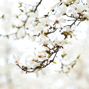 Magnolia dans un beau cadre blanc