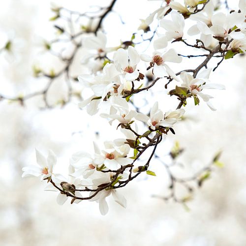Magnolia dans un beau cadre blanc