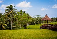 Bali-Reisfelder  von Pieter Wolthoorn Miniaturansicht