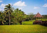 Rijstvelden op Bali 