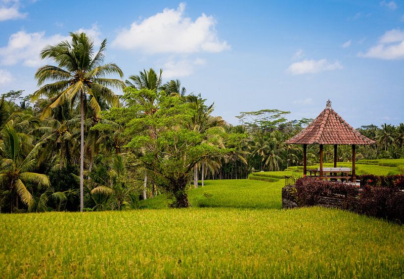 Bali-Reisfelder  von Pieter Wolthoorn